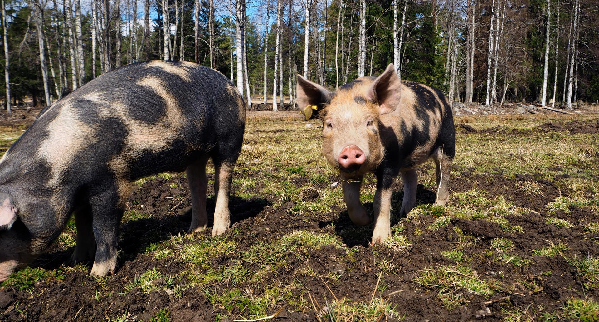 Två prickiga griskultingar bökar runt i en skogsdunge.