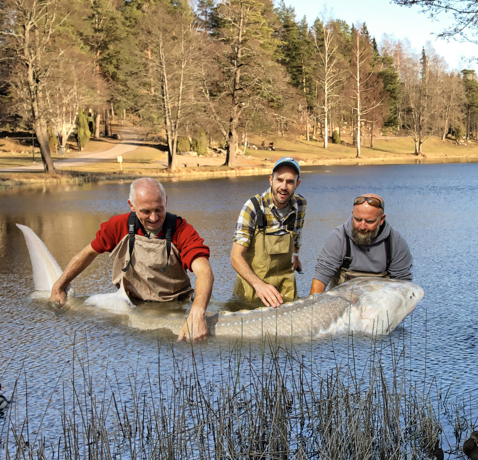 Tre män håller upp en enorm fisk. Fotomontage.