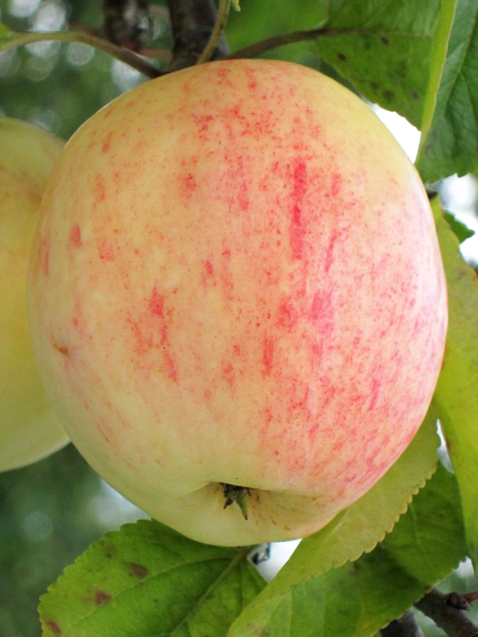 Ett gult äpple med rosa stänk, hängande från en lövad gren. 