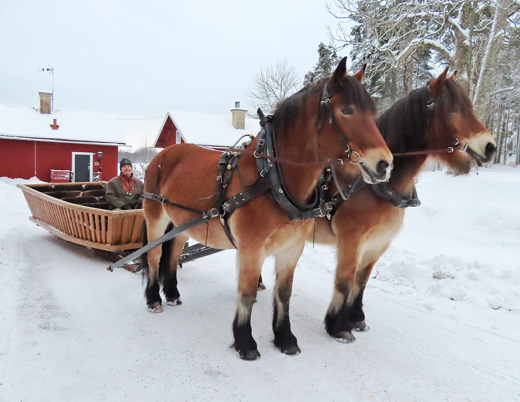 Två hästar drar en stor låg släde på en snötäckt väg. 