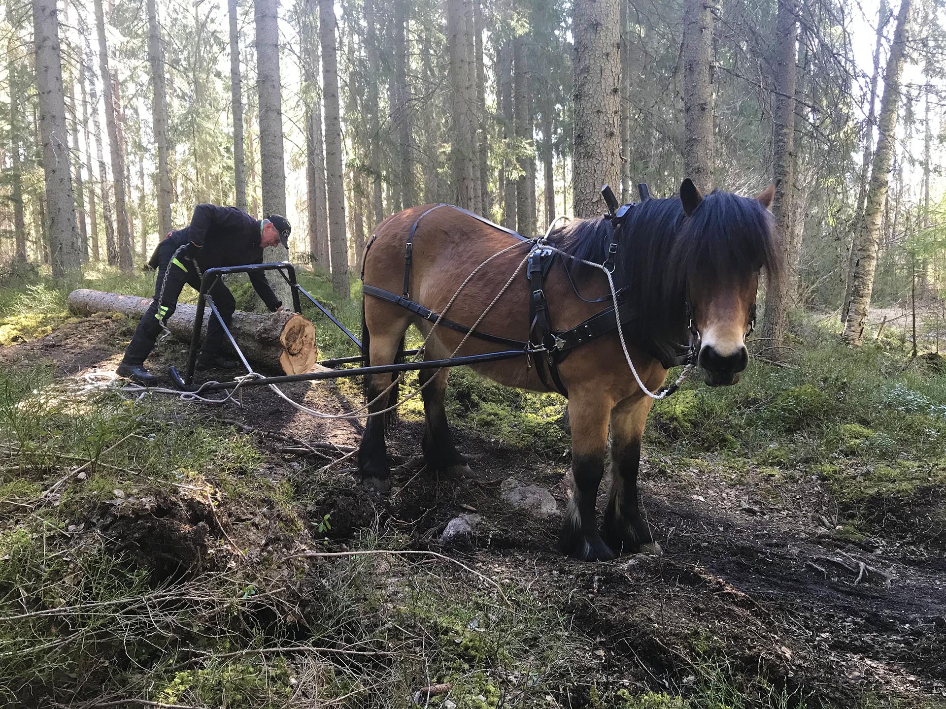 En häst drar en timmerstock i skogen