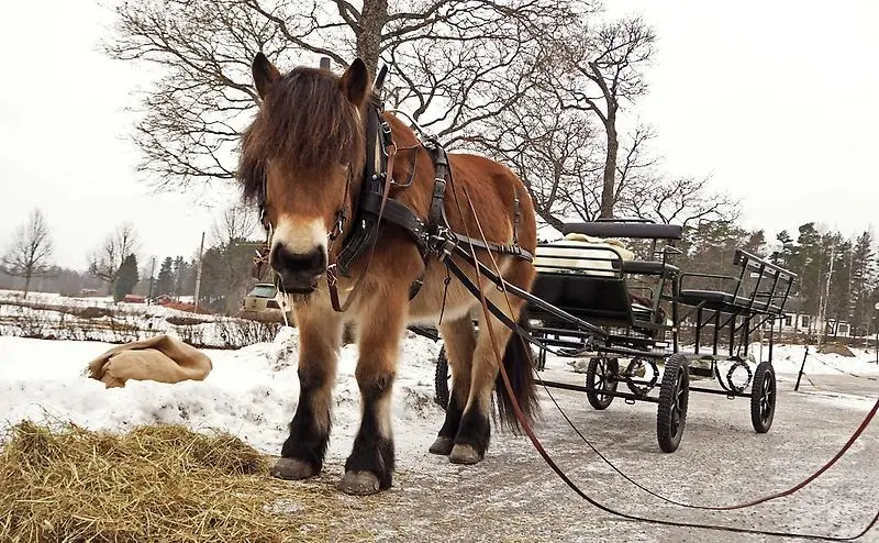 En nordsvensk häst står med tom vagn bakom sig väntar på att få köra ett gäng sportlovsbarn.