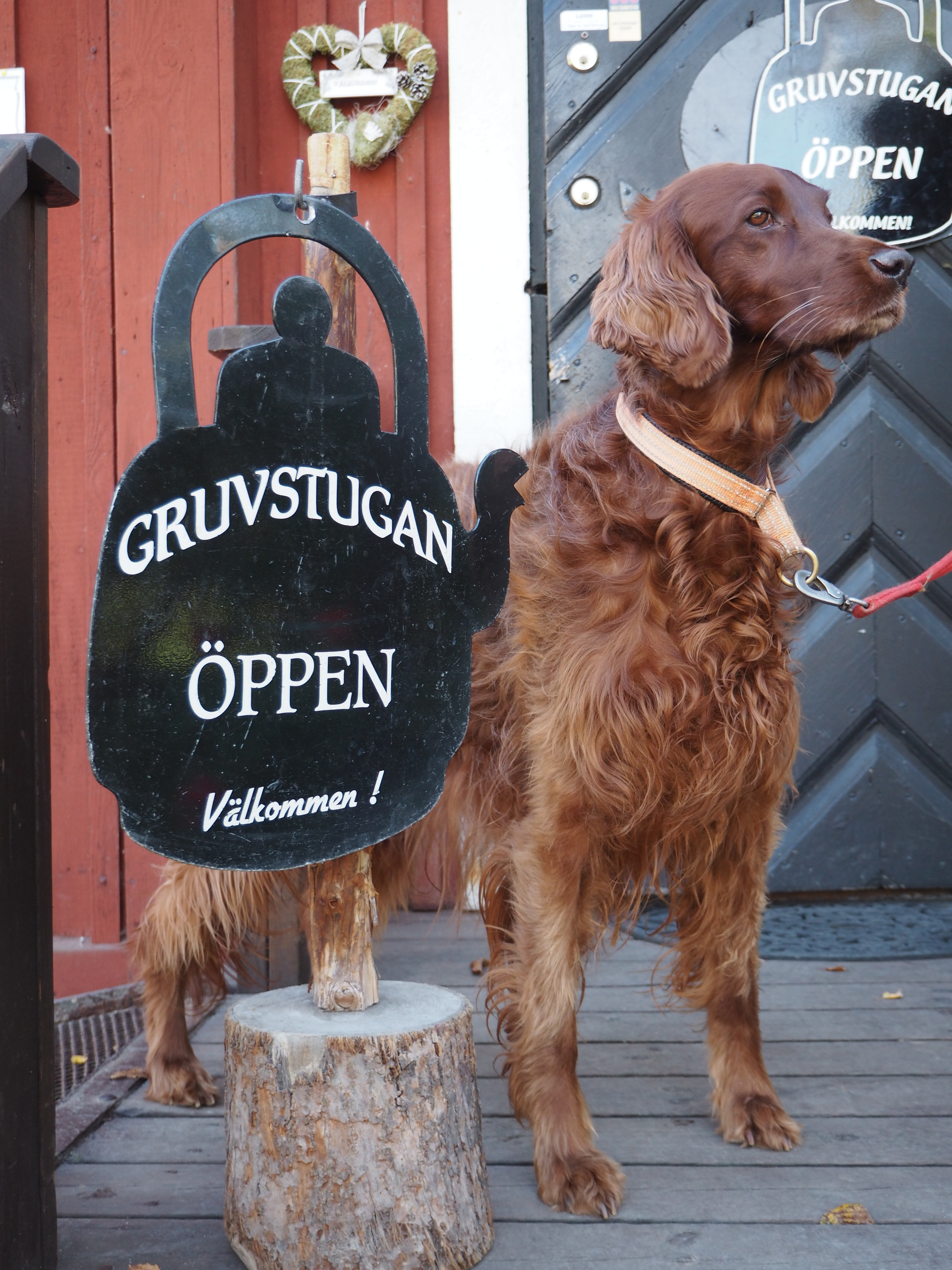En brun hund i koppel vid dörren till Gruvstugan