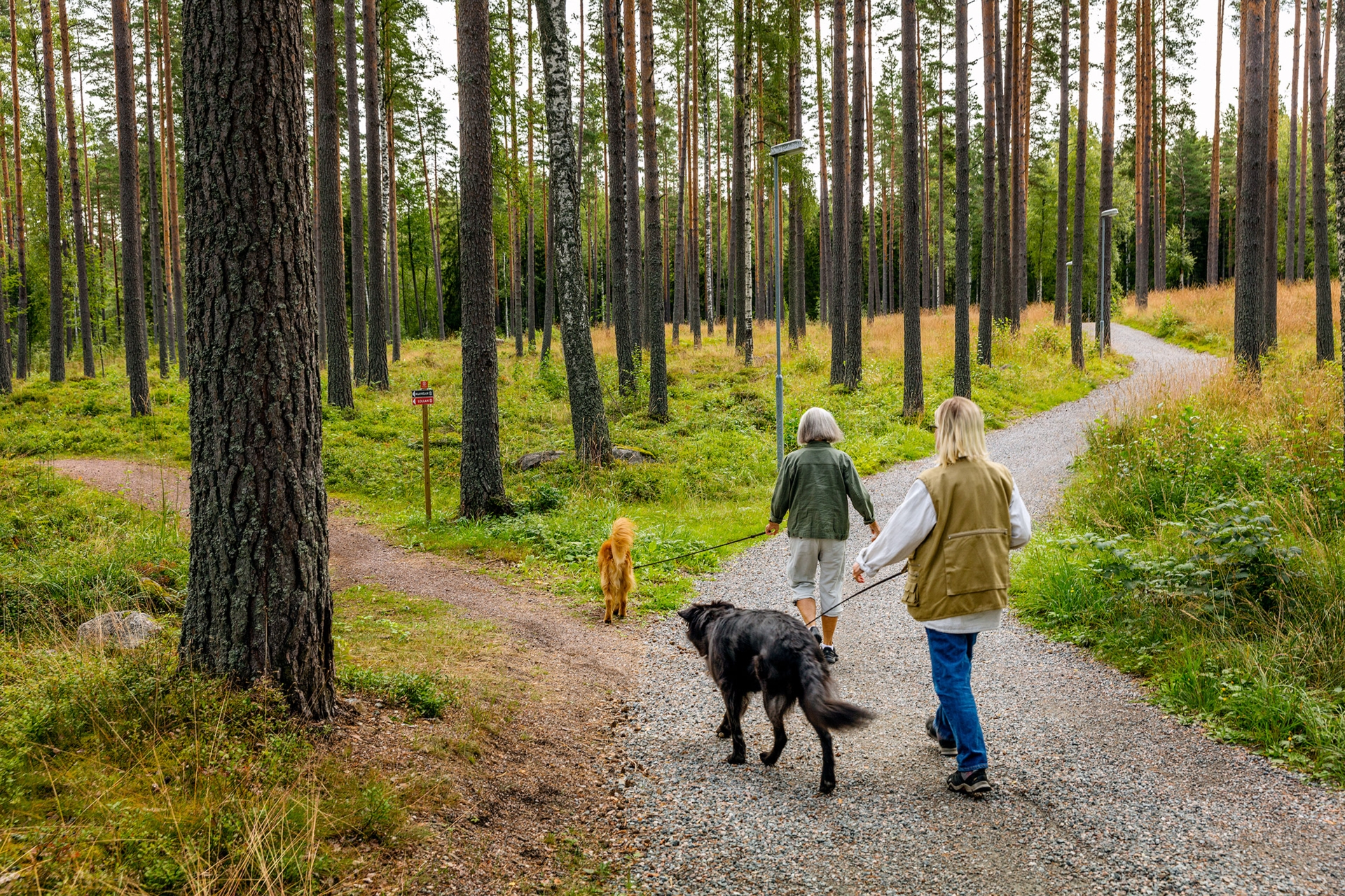 Två personer promenerar med hund i skogen