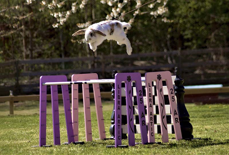 Kanin som hoppar över färgglada hinder