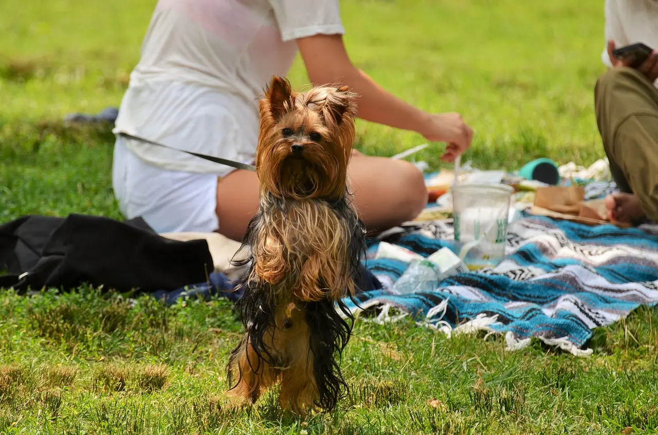 En hund står vid en picknickfilt och tittar in i kameran.