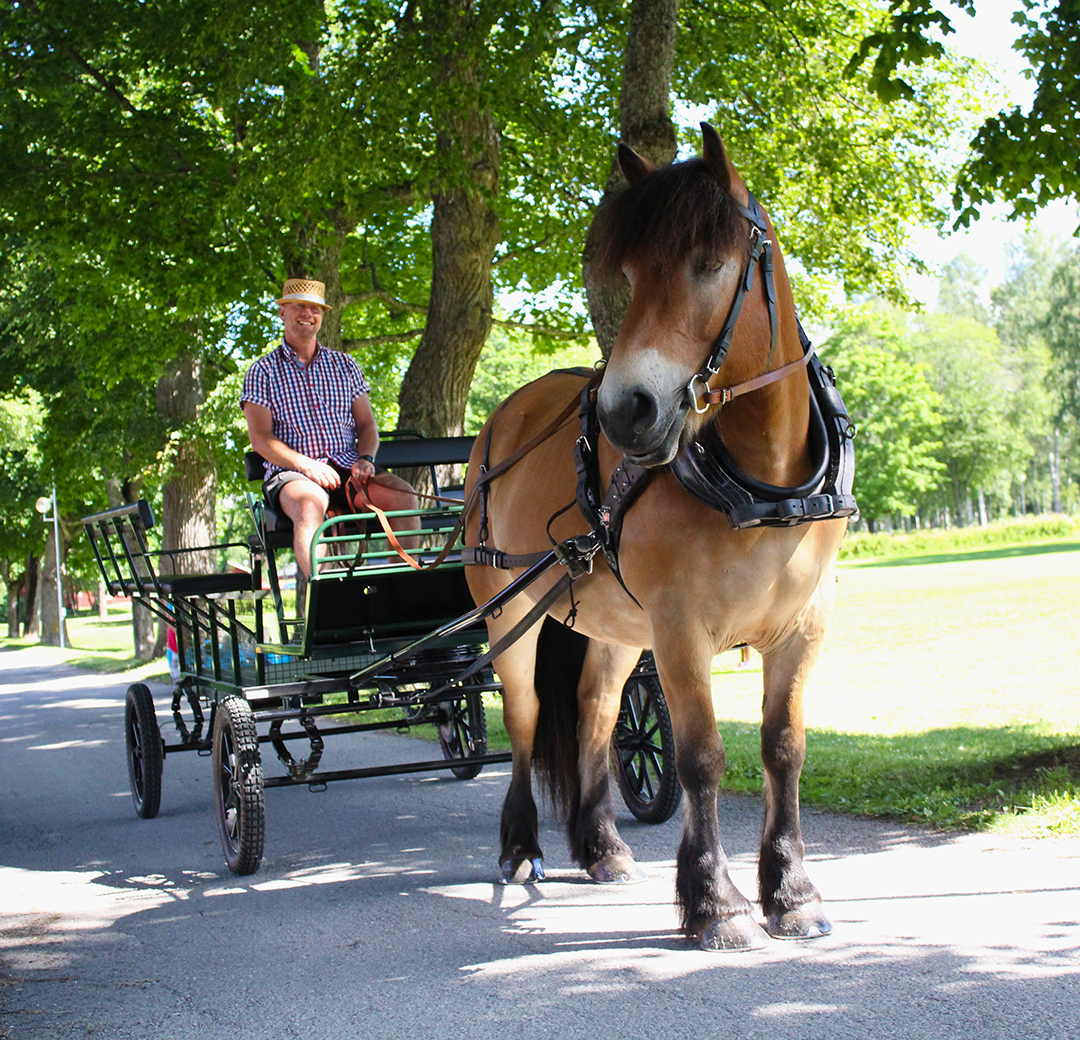 En brun häst drar en vagn med kusk genom en sommargrön alle. 